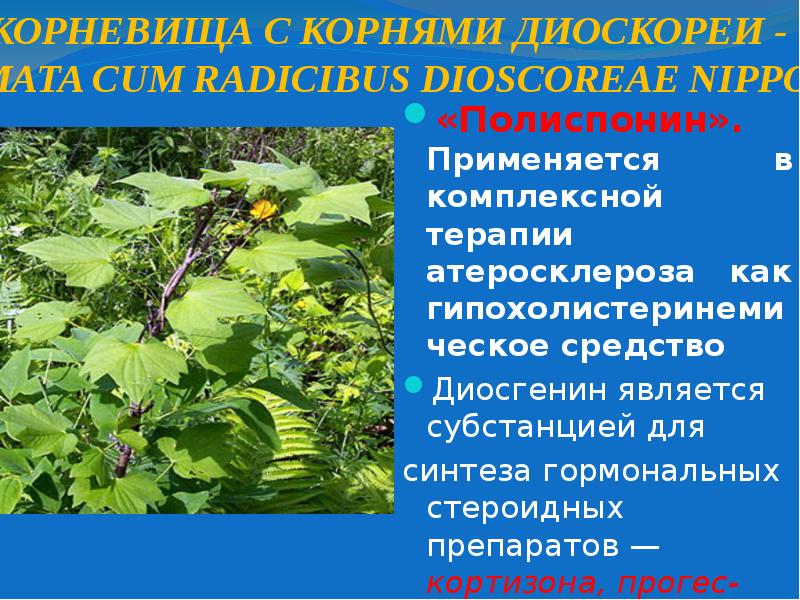 Вазоспонин отзывы. Полиспонин. Полиспонин таблетки. Полиспонин диоспонин. Сапонины диоскорея презентация.