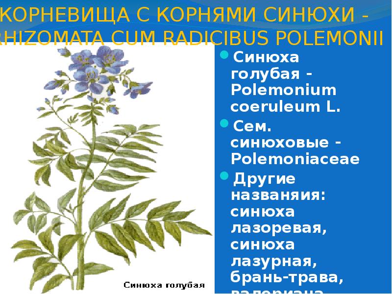 Сапонины. Строение сапонинов