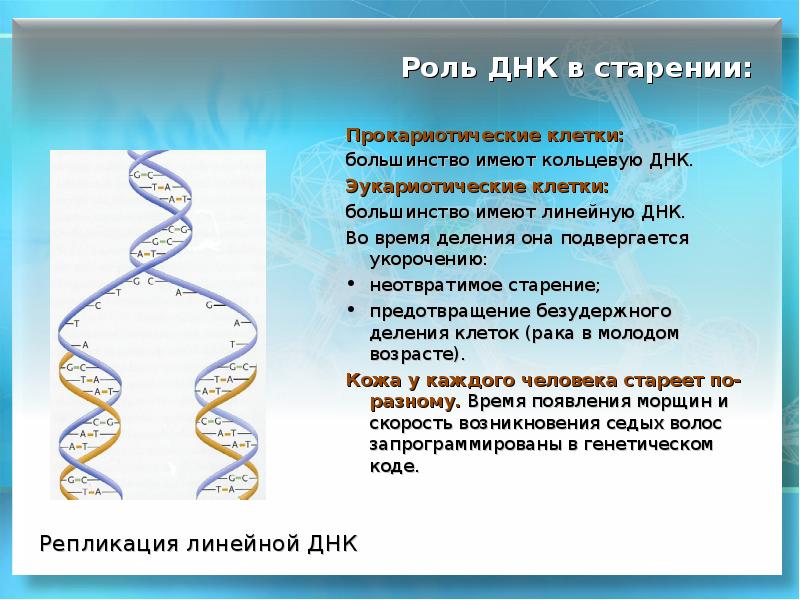 Прокариоты кольцевая днк. Кольцевая ДНК. Линейная ДНК.