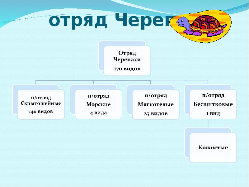 отряд черепахи общая характеристика. признаки отряда черепах. признаки отряда черепах.