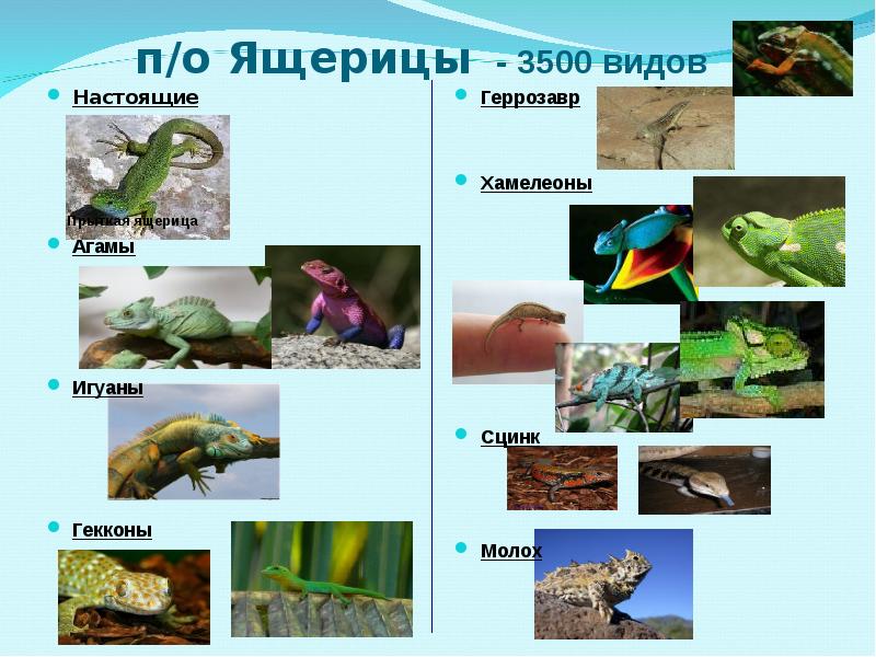 Многообразие пресмыкающихся презентация 7 класс