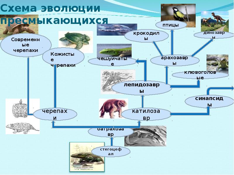 Заполните схему эволюция. Эволюция схема. Эволюция птиц схема. Эволюция рептилий схема. Эволюция пресмыкающихся схема.