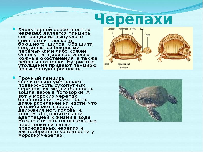 черепаха вид отряд класс тип царство. разнообразие пресмыкающихся черепахи. классификация черепах. характеристика отряда черепах. выбери признаки характерные для черепах.