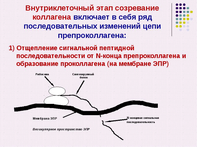 Схема внутриклеточного этапа синтеза коллагена