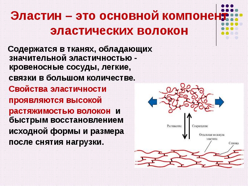 Презентация по биохимии биохимия соединительной ткани