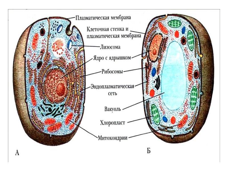 Клеточная теория картинки для презентации