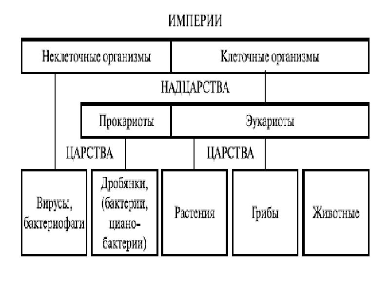 На основе материала параграфа составьте схему отражающую классификацию прокариот и особенности их