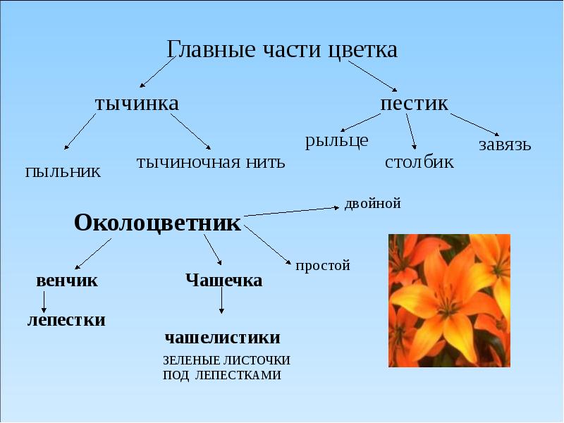 Проект цветок по биологии 6 класс