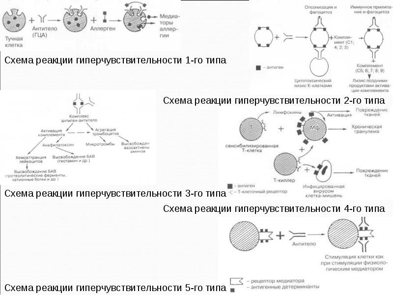 Гиперчувствительность 1 типа схема