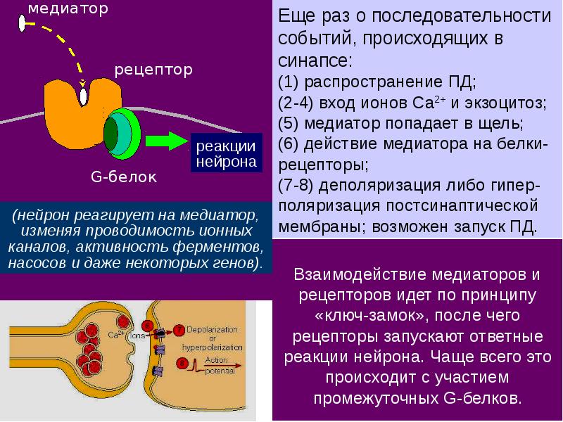 Синтез медиатора осуществляется. Синтез медиатора осуществляется