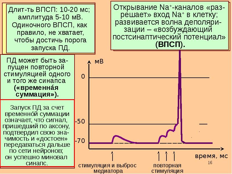 Канал раз. Амплитуда ВПСП. ВПСП И потенциал действия.. Возбуждающий постсинаптический потенциал развивается. ВПСП характеризуется:.