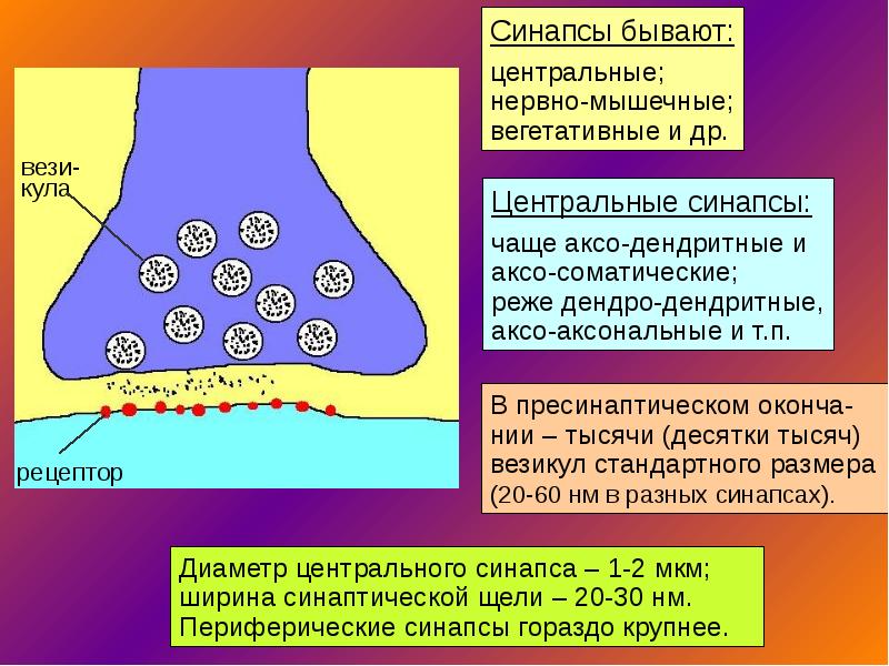 Как синапс влияет на конечный результат работы