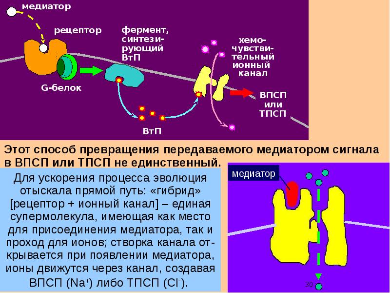 Синтез медиатора. Нейромедиаторы Дубынин. Рецептор нейромедиатора. Взаимодействие медиатора с рецепторами. Медиаторы и рецепторы.