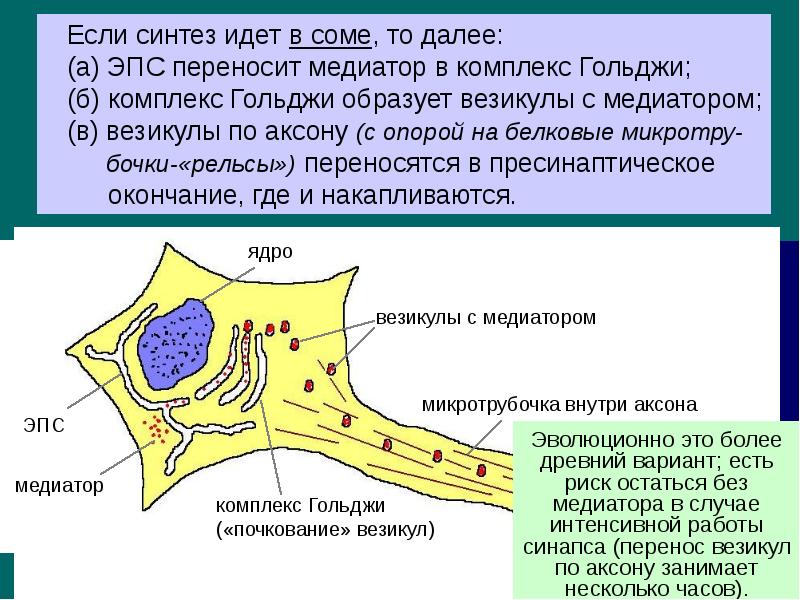 Синтез медиатора. Синаптические везикулы. Синапсы Синтез. Комплекс Гольджи Синтез нейромедиатор. Нейромедиаторы синтезируются в.