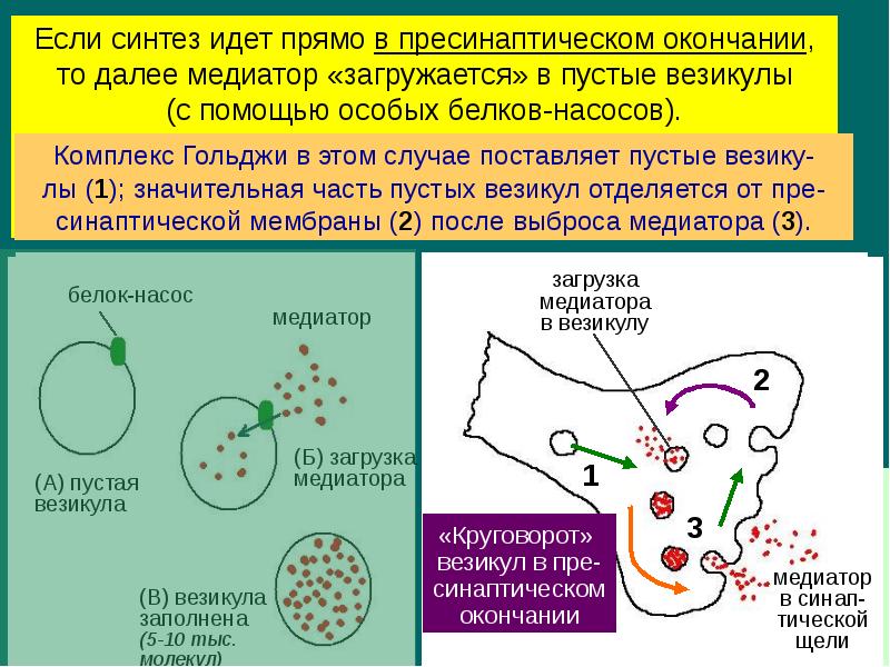 Везикулы с нейромедиаторами. Аппарат Гольджи нейромедиаторы. Комплекс Гольджи Синтез нейромедиатор. Аппарат Гольджи секретирует нейромедиаторы. Везикулы нейромедиаторы.