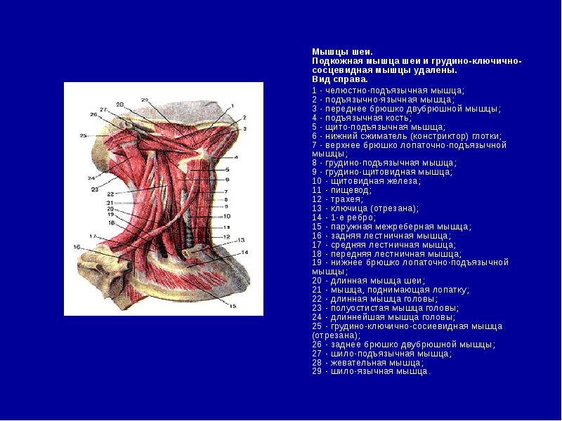 Строение шеи фото