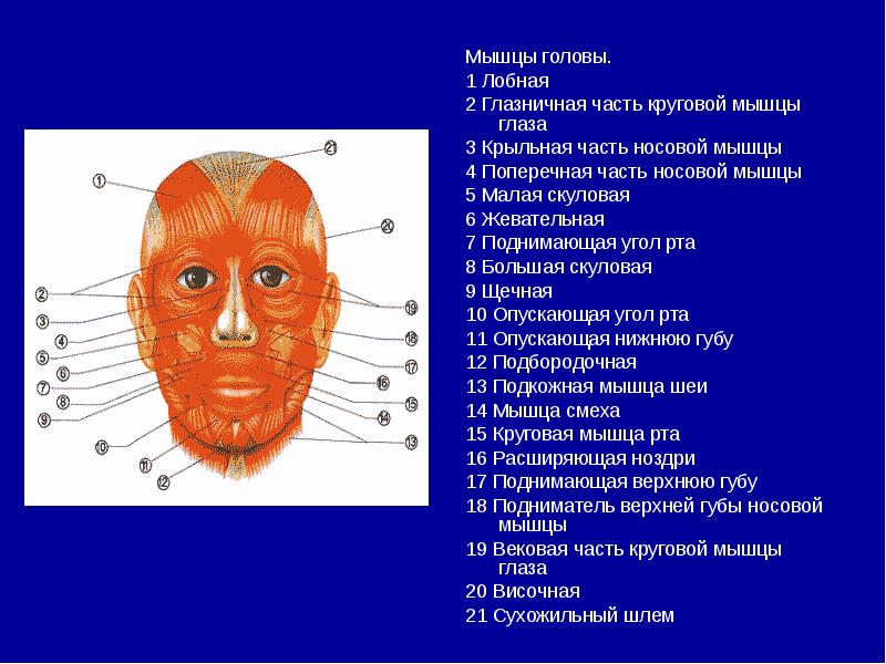 Анатомия мышцы головы и шеи презентация