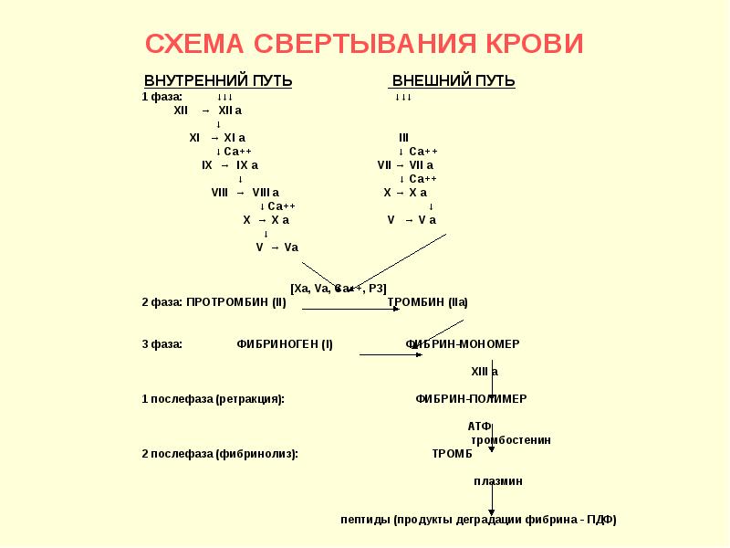 Схемы свертывания крови по внешнему и внутреннему пути