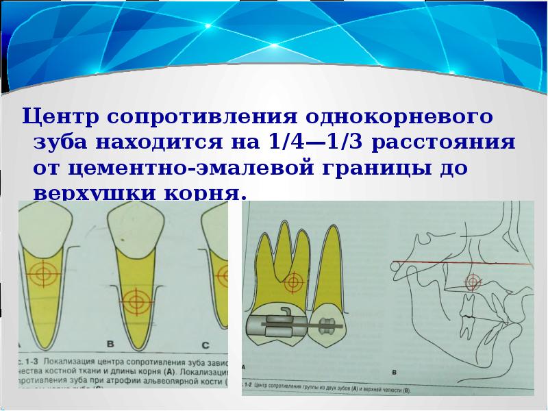 Верхушка корня