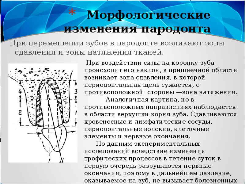 Биомеханика ортодонтия презентация