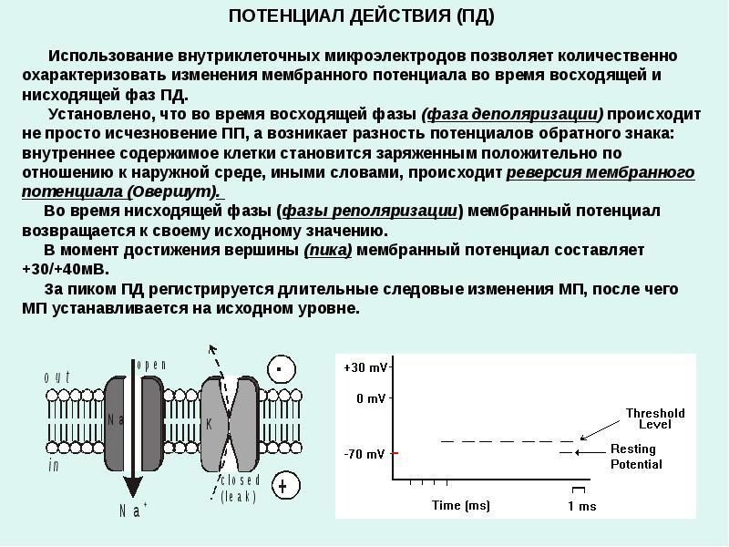 Потенциал действия это ответ. Потенциал действия физиология. Мембранный потенциал действия. Потенциал действия возникает.