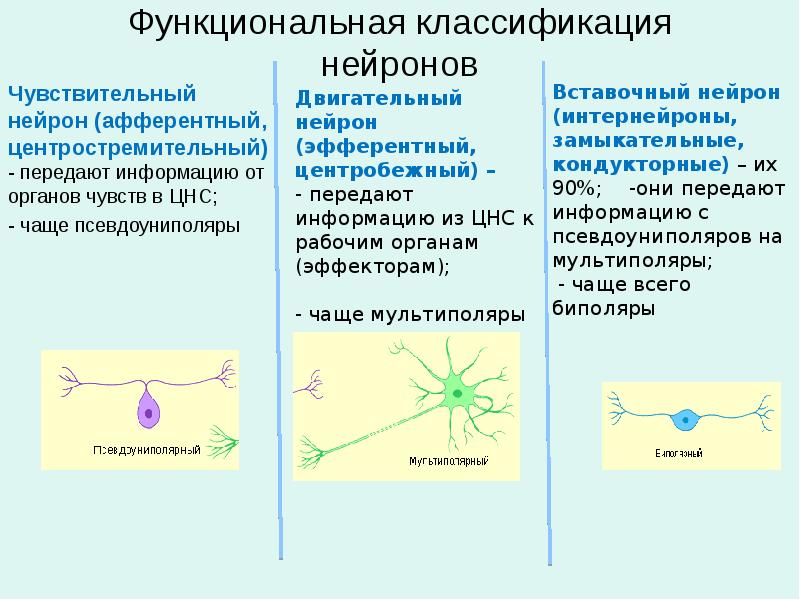 Функции чувствительных и двигательных нейронов