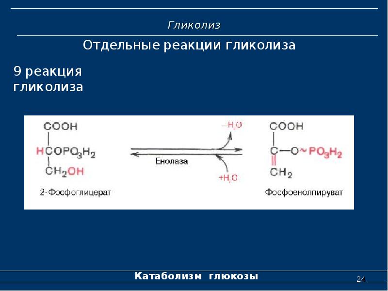 Гликолиз последовательность реакций. Енолаза гликолиз. 11 Реакций гликолиза. 4 Реакция гликолиза. Гликолиз реакция катаболизма.