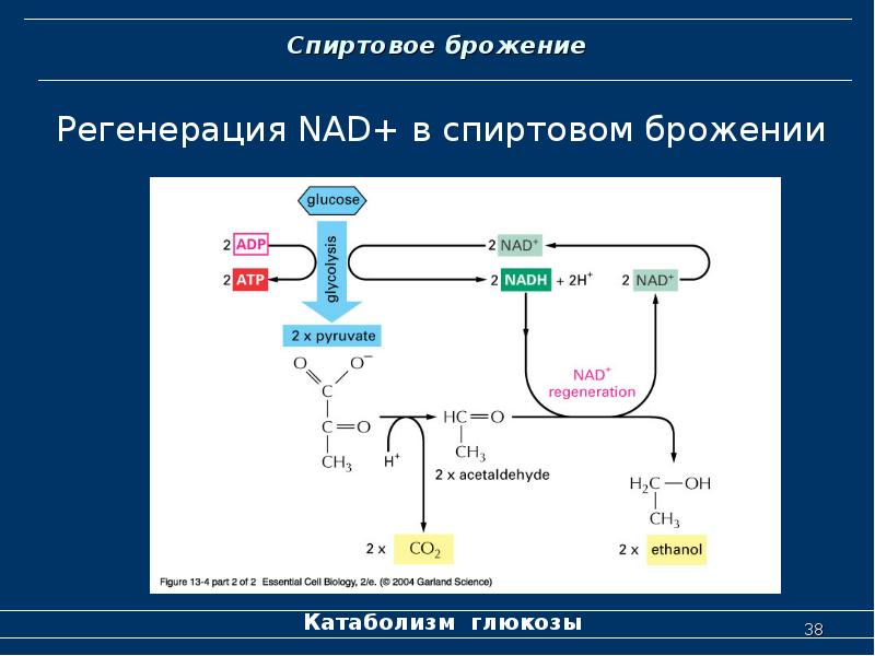 Схема катаболизма глюкозы