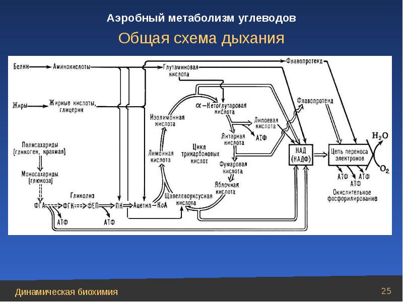 Клетки клеточного дыхания