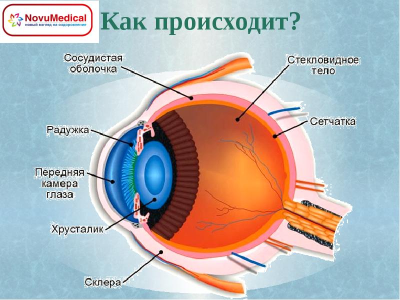 Камеры глаза. Стекловидная камера глаза. Задняя камера глаза функции и строение. Стекловидное тело в передней камере.