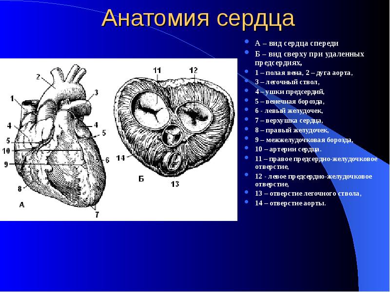 Сердце строение Лекция по анатомии для лечебного факультета