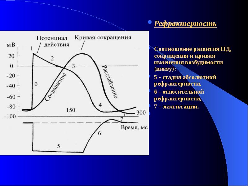 Схема изменения возбудимости сердца в различные фазы кардиоцикла