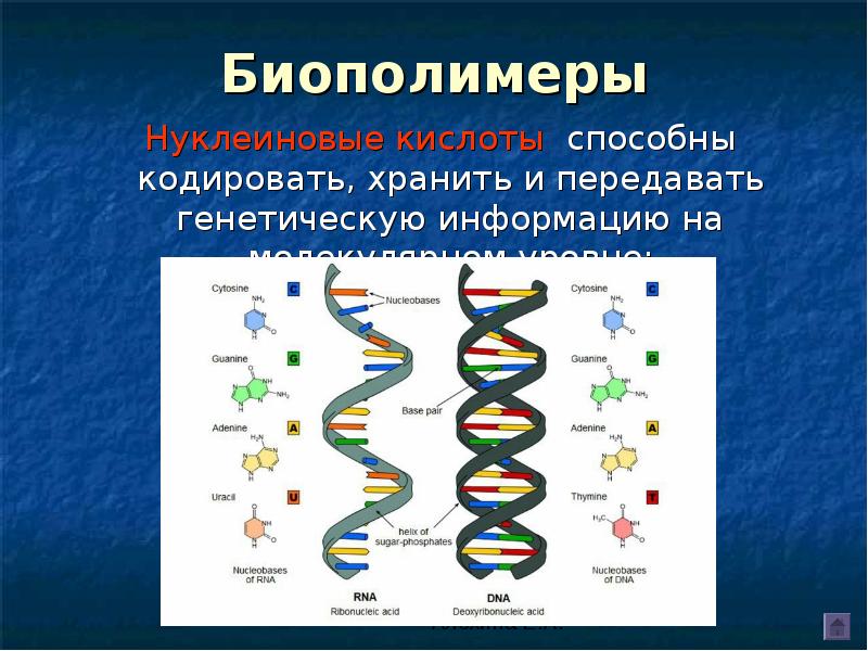 Биополимеры нуклеиновые кислоты. Биологические полимеры нуклеиновые кислоты. Биополимеры ДНК И РНК. Строение биополимеров.