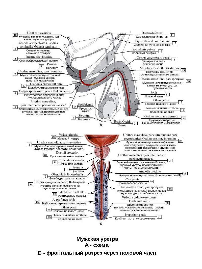 Как выглядят половые органы гермафродита фото