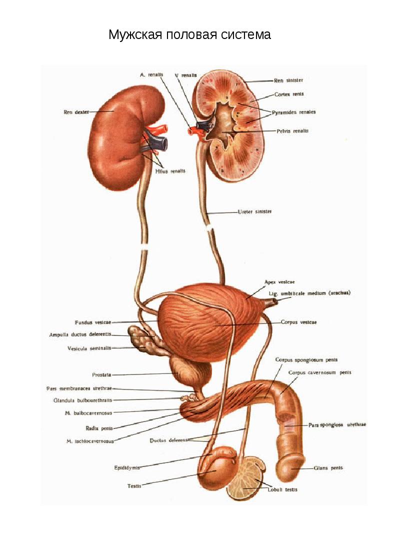 Мужской половой орган схема