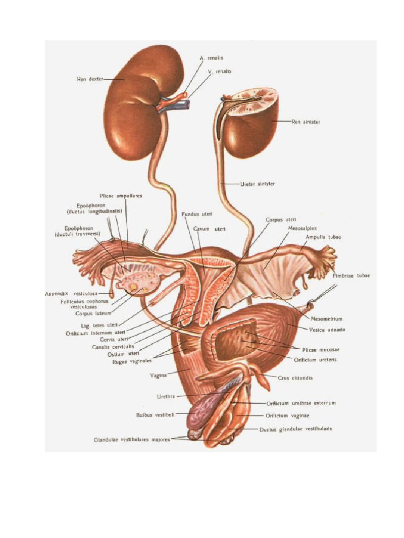 Мочеполовая система женщины в картинках с надписями подробно
