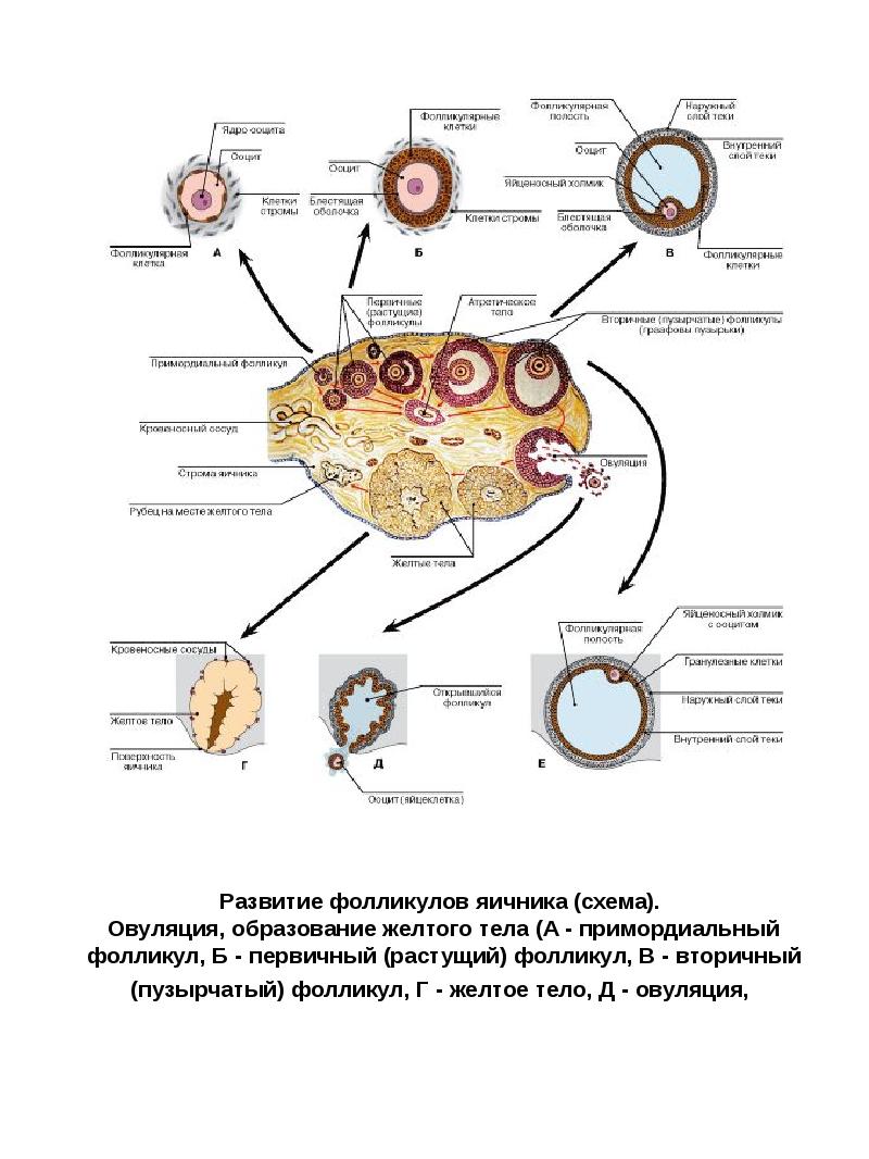 Созревание фолликула в яичнике происходит. Гранулезные клетки фолликулов яичника. Примордиальный фолликул схема. Схема развития фолликула. Примордиальный фолликул яичника.