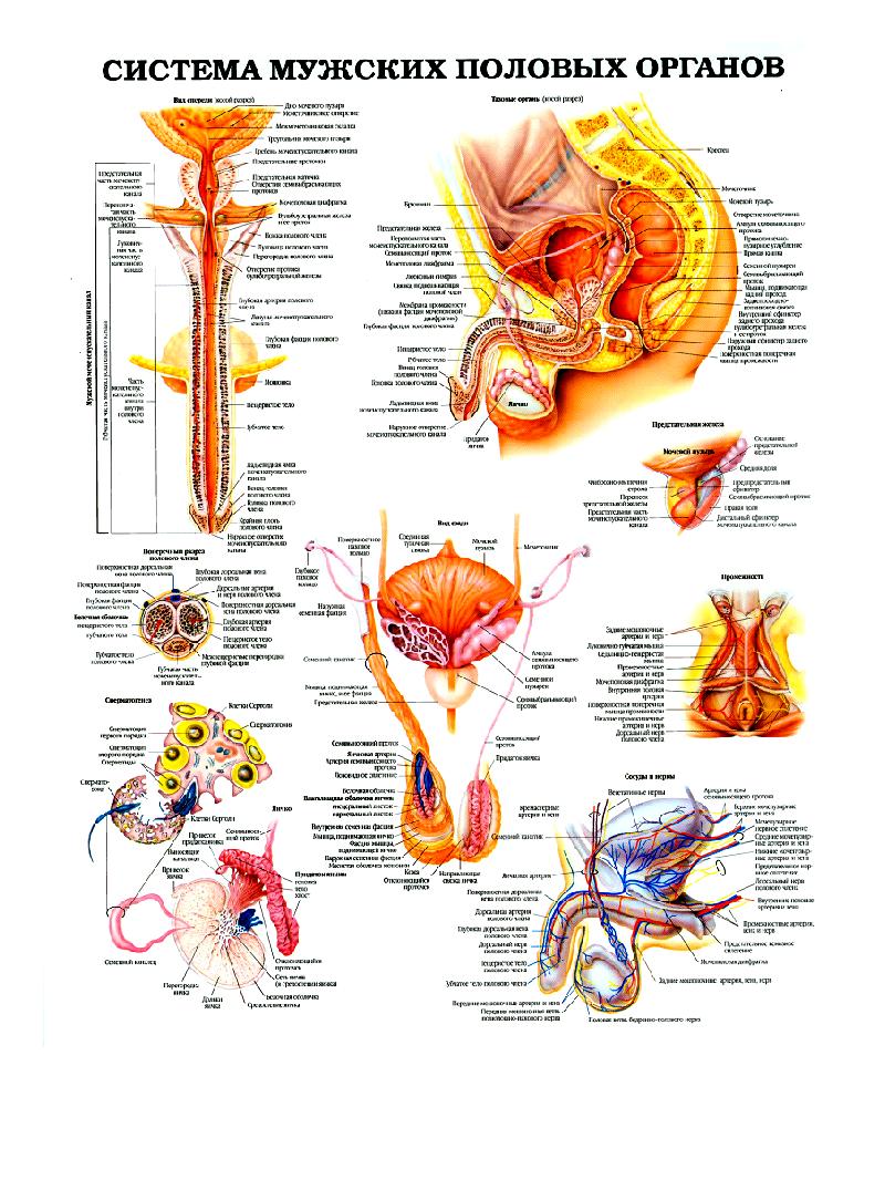 Мужская репродуктивная система анатомия