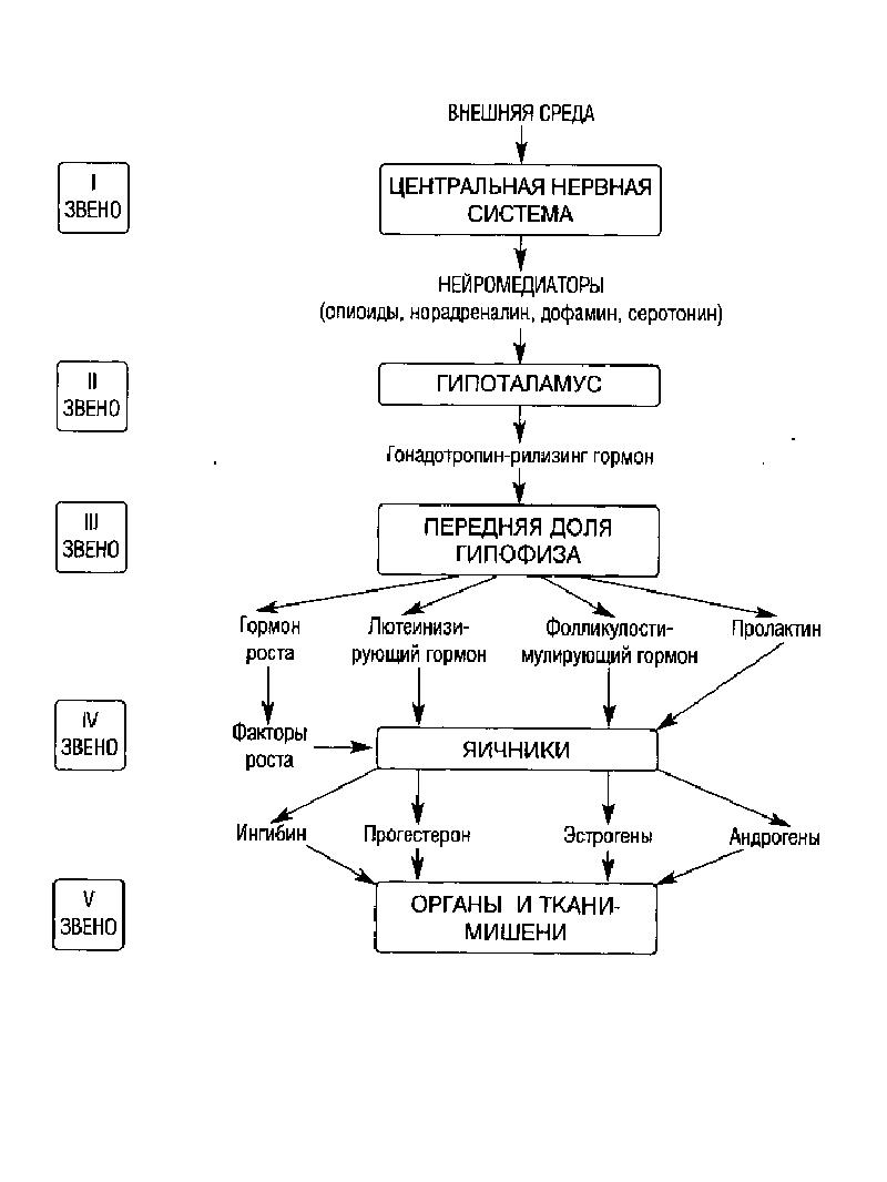 Схема регуляции репродуктивной функции женщины