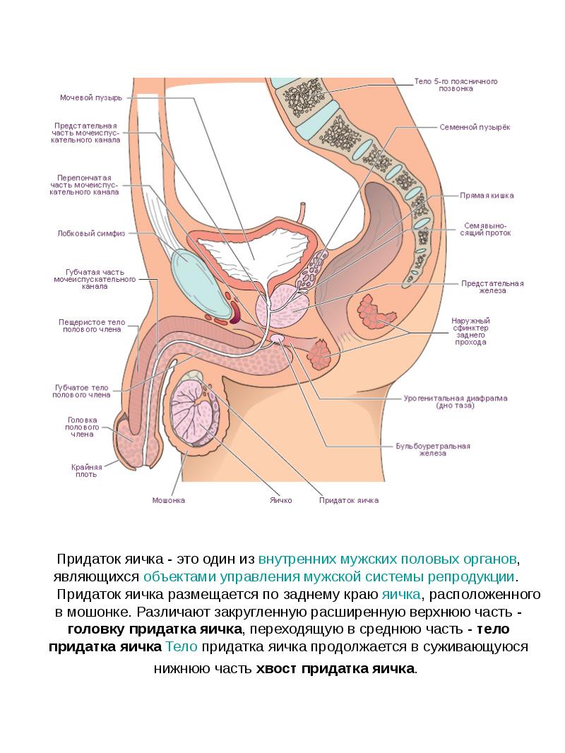 Общий план строения мужской половой системы