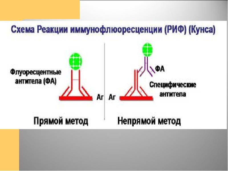 Реакция иммунофлюоресценции презентация