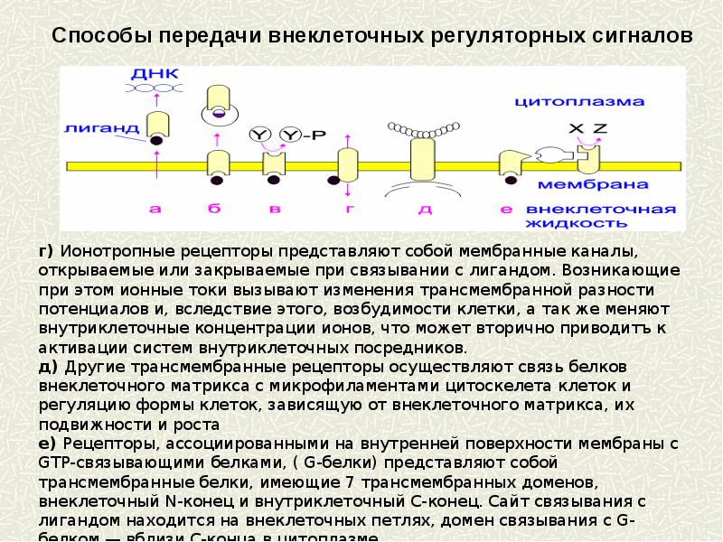 Регуляция клеток. Регуляторные механизмы клетки. Механизмы регуляции клеточной активности. Роль рецептора в регуляторном механизме клетки. Регуляторные сигналы.