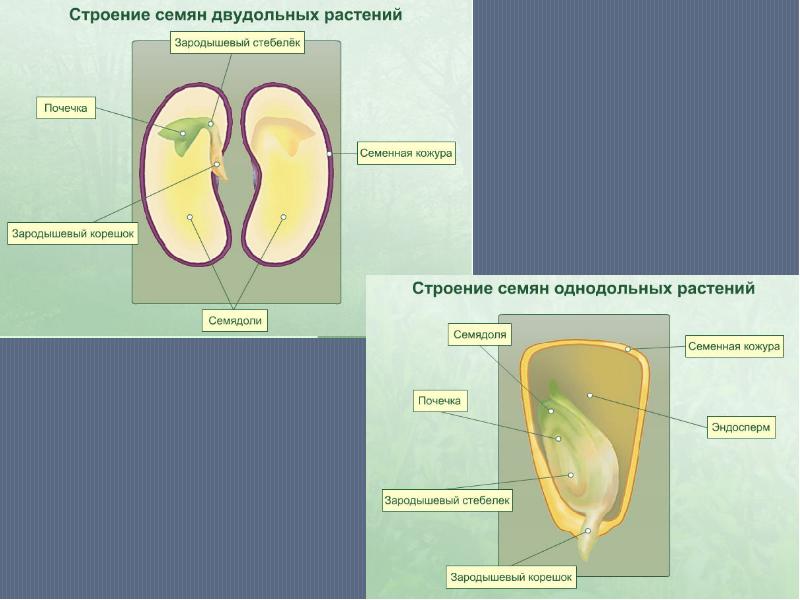 Формирование семени. Формирование зародыша семени. Этапы развития семени. Развитие семени растения. Схема развития семени.