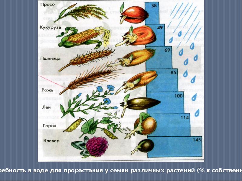 Рост и развитие презентация