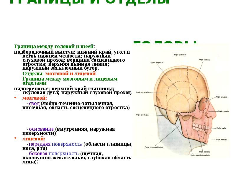 черепно мозговая топография схема кренлейна | Дзен