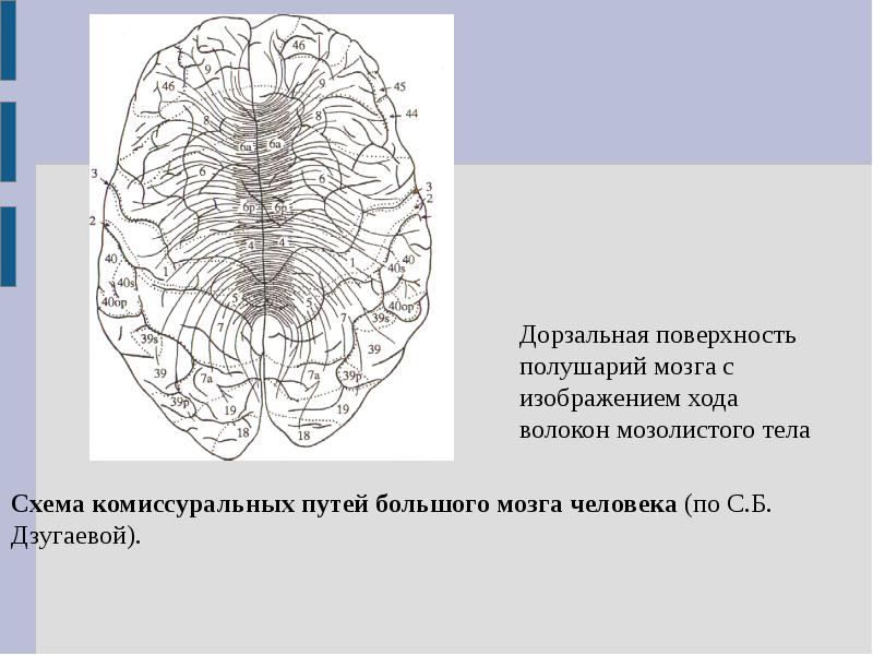 Полушарие большого мозга мозолистое тело. Дорзальная поверхность полушарий. Дорзальная поверхность мозга. Дорзальная поверхность большого мозга. Комиссуральные пути полушарий большого мозга.