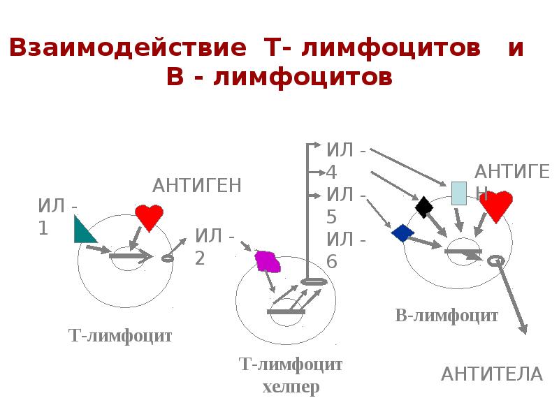 Взаимодействия т. Взаимодействие t и b лимфоцитов. Взаимодействие т и в лимфоцитов. Взаимодействие т и б лимфоцитов. Взаимодействие t лимфоцитов.