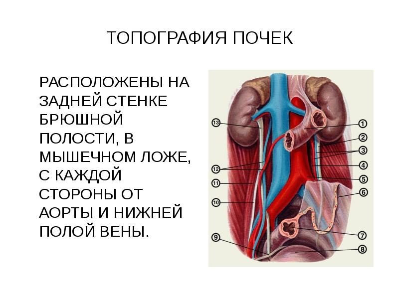 Аорта где находится у человека фото в брюшной полости