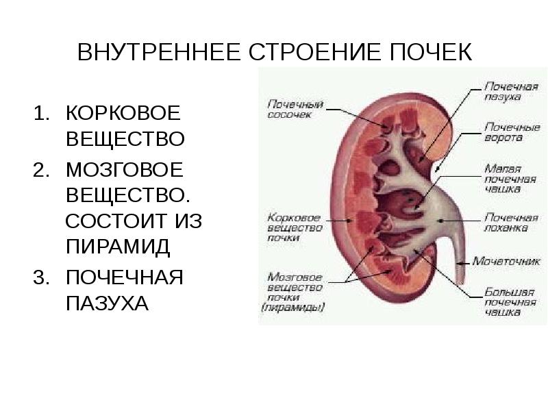 Сосочки почки. Строение почки почечная лоханка. Почечечная пазуха строение. Строение почки почечный синус. Внутренне строение почки анатомия.