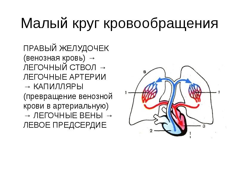 Какой цифрой на схеме обозначена легочная артерия